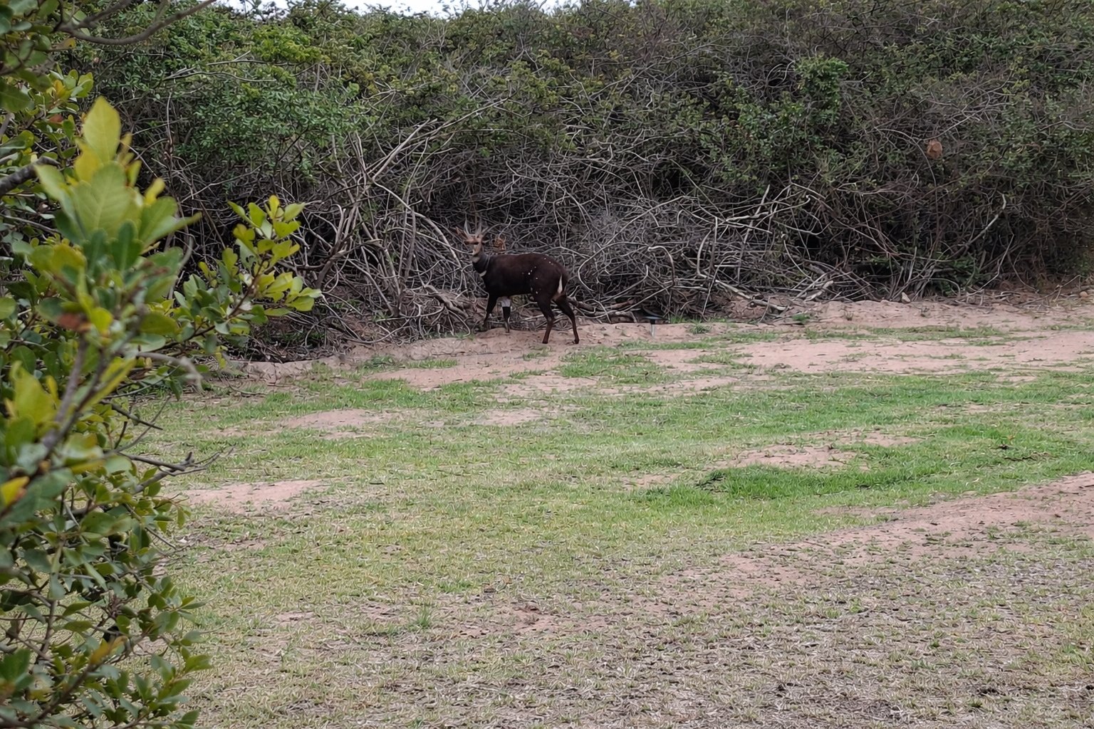 Bushbuck